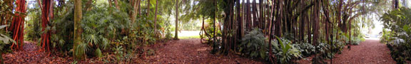 Under The Banyan Trees