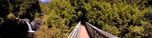 Bamboo Forest